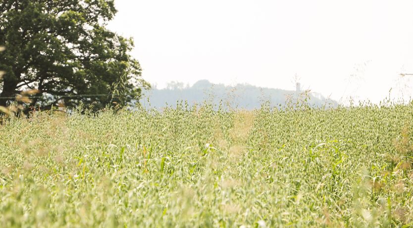 Photo of The Old Farmhouse