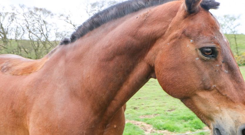 Photo of Shepherds Burn Cottage