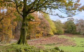 Photo of Hazel - Woodland Cottages