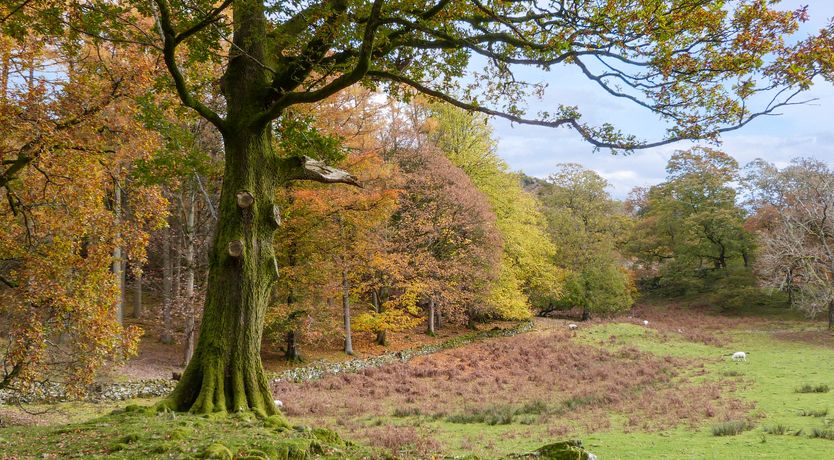 Photo of Hazel - Woodland Cottages