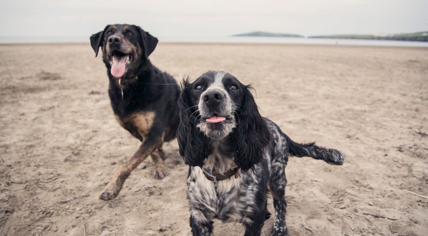 Photo of Llaethdy - The Dairy