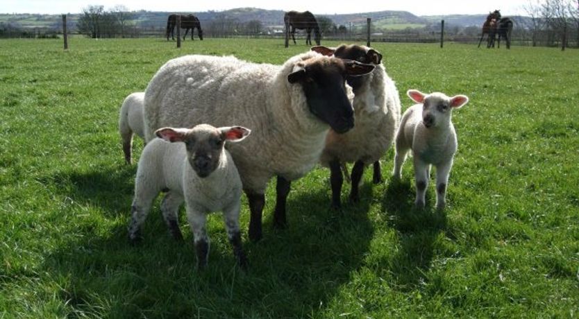 Photo of Nultys Cottages Dunmore