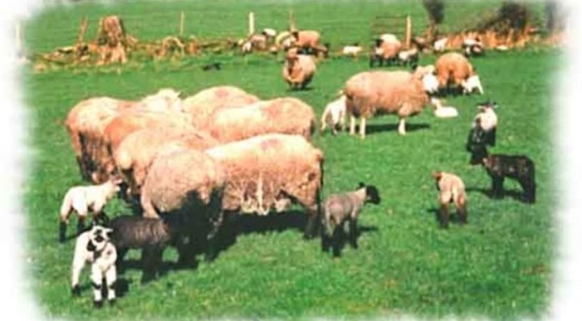 Photo of Alder House