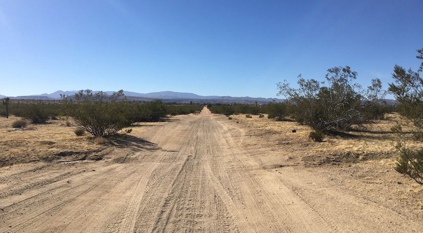 Photo of Palo Verde's Bloom