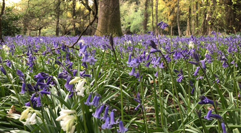 Photo of The Observatory Annexe