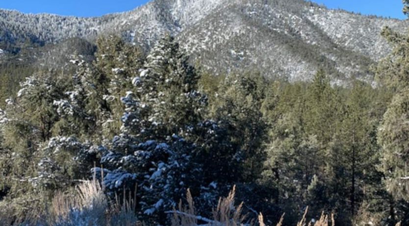 Photo of Keen Evergreen