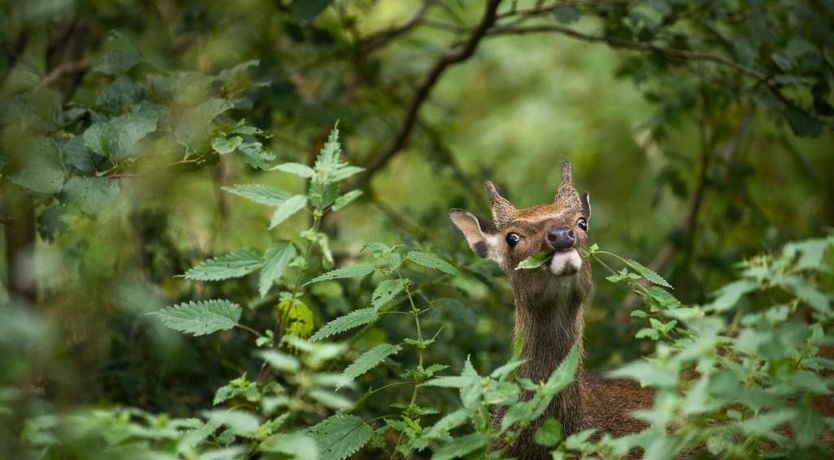 Photo of Kenmare Lodge Estate