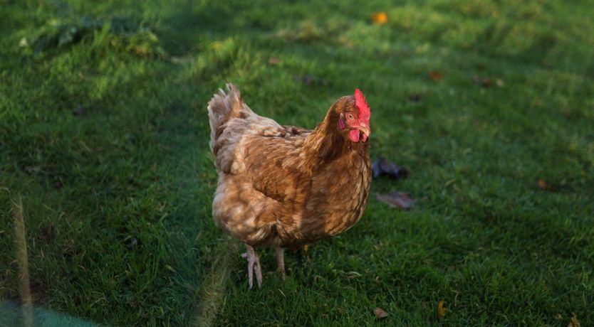 Photo of Felicity Orchard