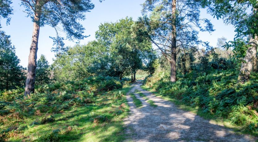 Photo of Antlers In The Forest