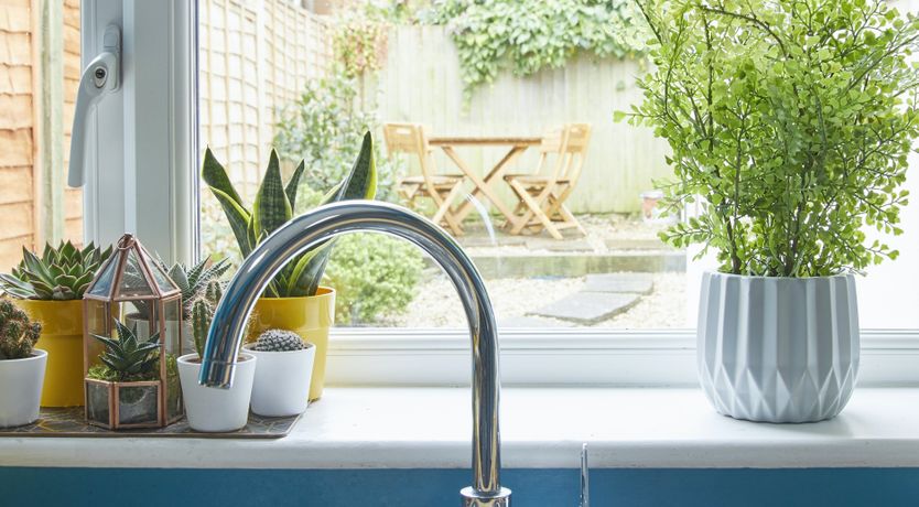 Photo of Little Honey Bee