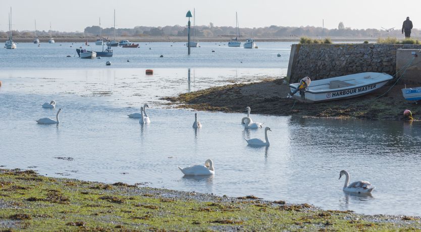 Photo of Little Orange Leaf