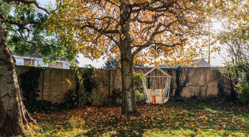 Photo of Little Orange Leaf