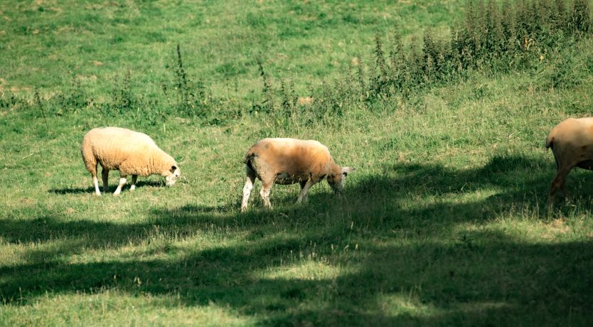 Photo of The Shippon