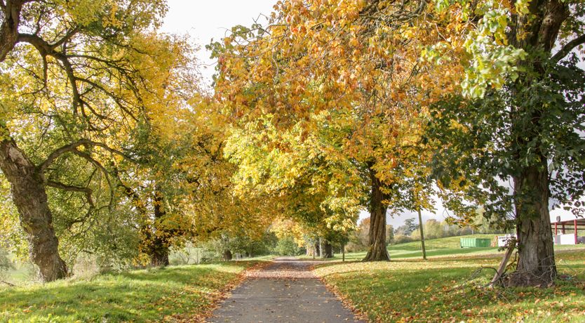 Photo of Conkers' Cottage