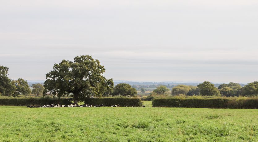 Photo of Sandmartins