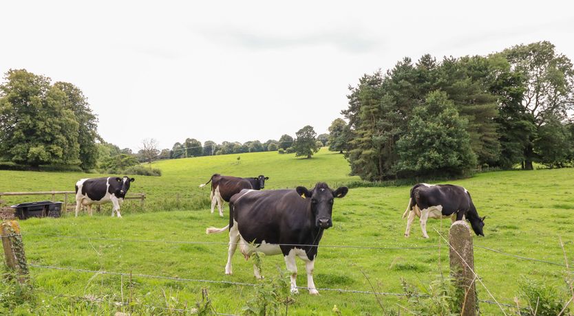 Photo of Yew Tree Nook