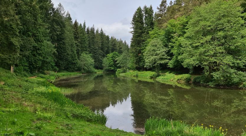 Photo of Rainforest Cottage