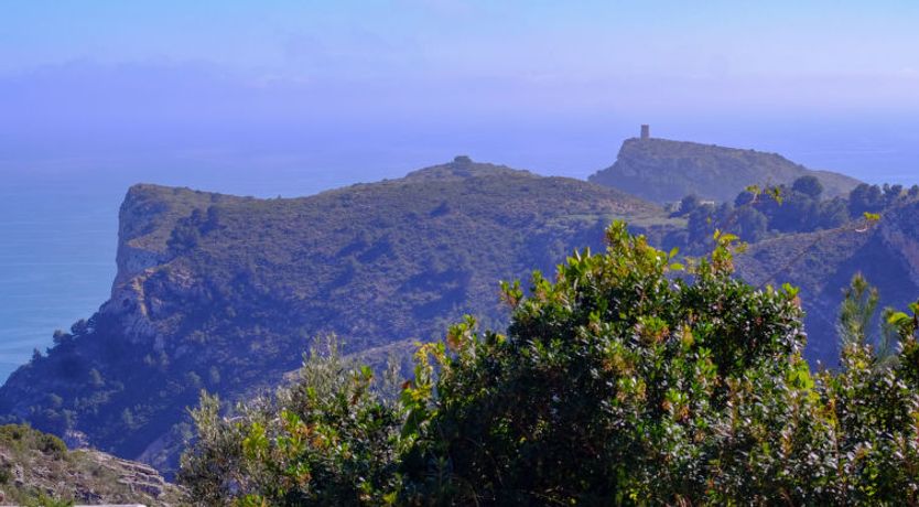 Photo of Kalmias