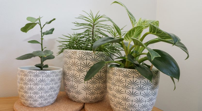 Photo of Dabbling Ducks