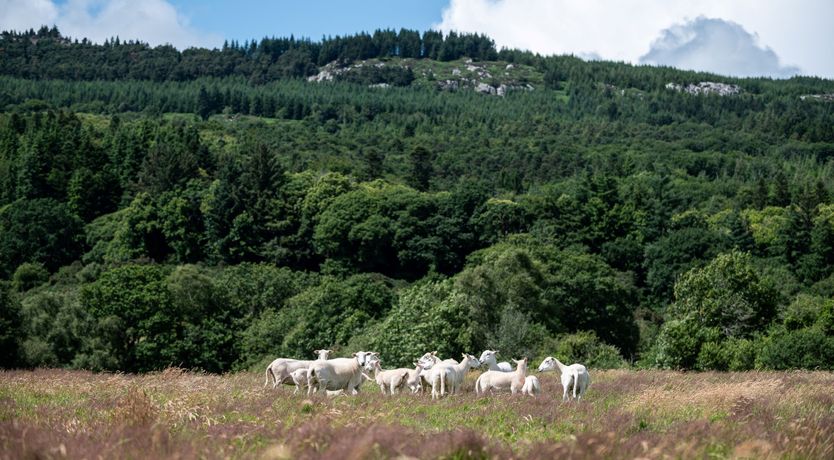 Photo of Ballyknocken Milking Parlour 
