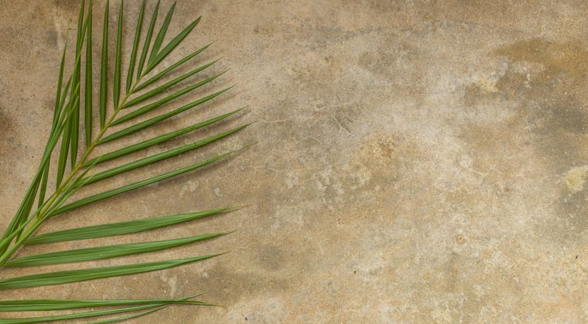 Photo of The Renegade