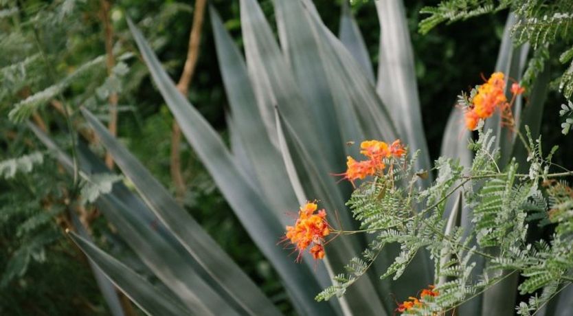 Photo of Desert View