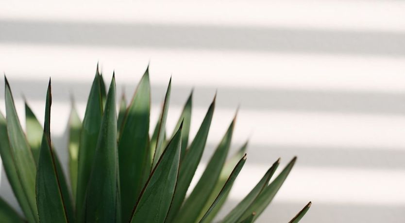 Photo of Desert View