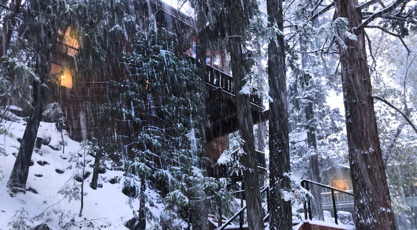 Photo of Shadows & Tall Trees