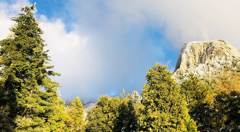 Photo of Shadows & Tall Trees
