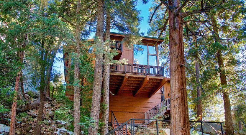 Photo of Shadows & Tall Trees