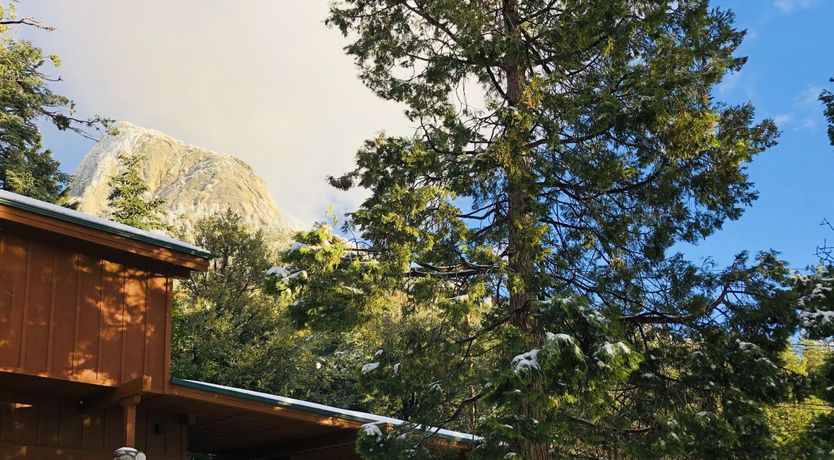 Photo of Shadows & Tall Trees