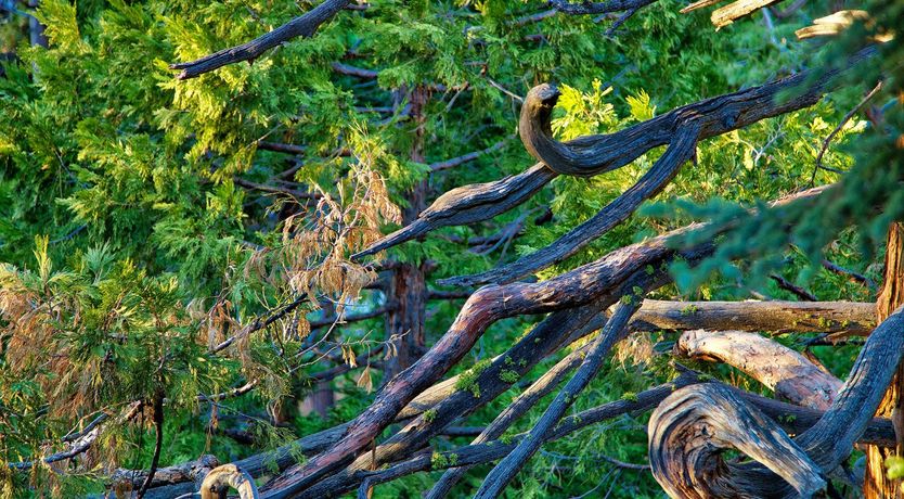 Photo of Shadows & Tall Trees