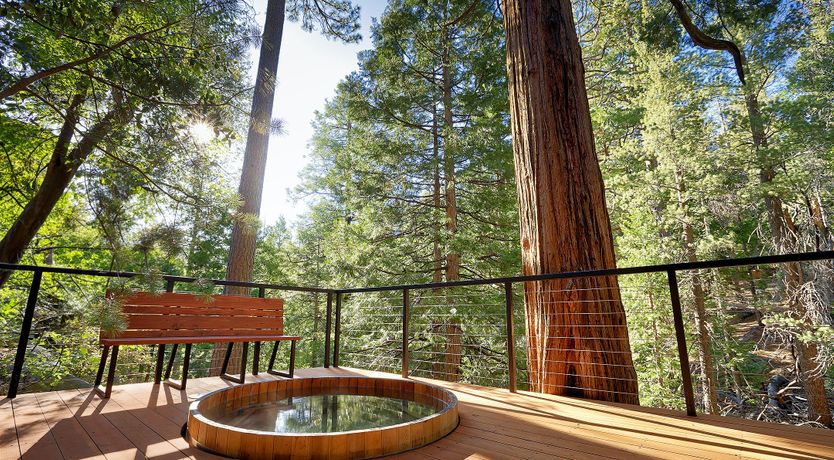 Photo of Shadows & Tall Trees