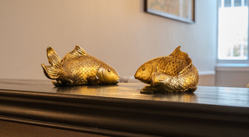 Photo of The Golden Carps