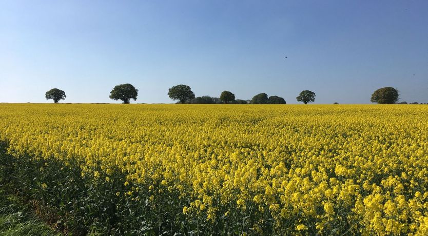 Photo of Welly Boots