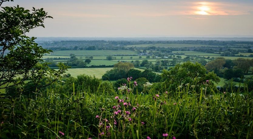 Photo of Clover Honey