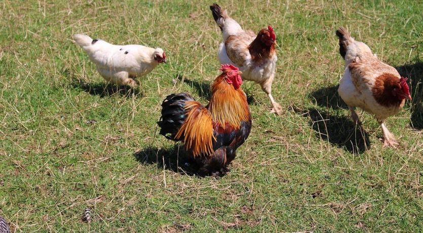 Photo of Clover Honey