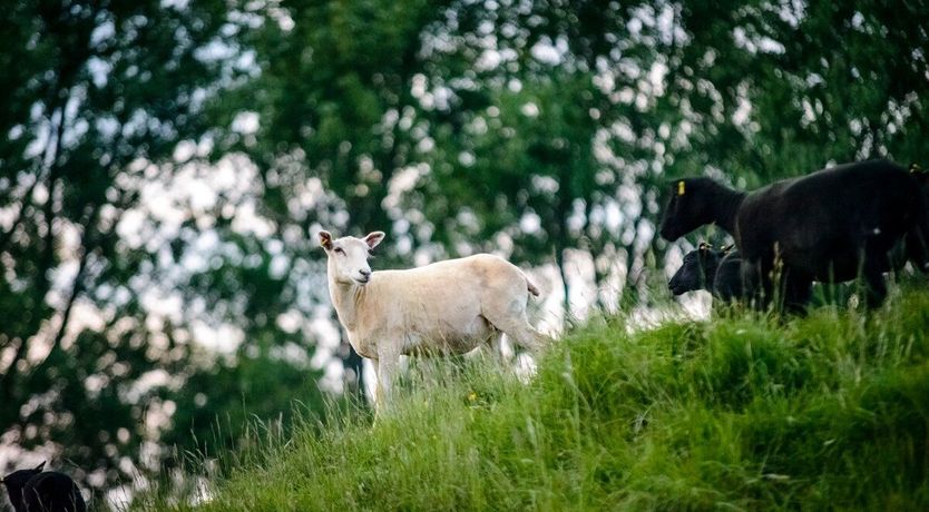 Photo of Clover Honey