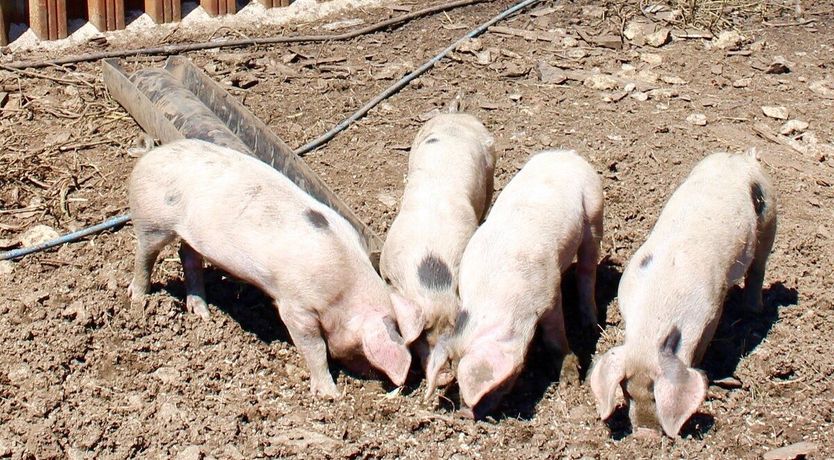 Photo of Clover Honey