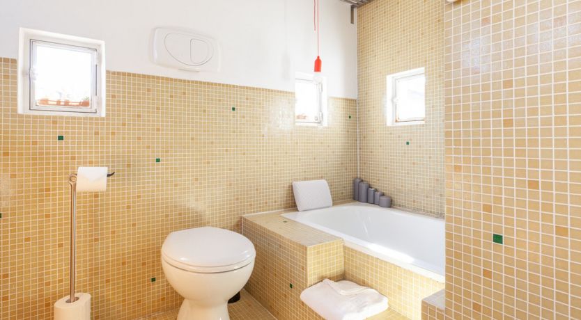 Photo of The Rooster and the Dog