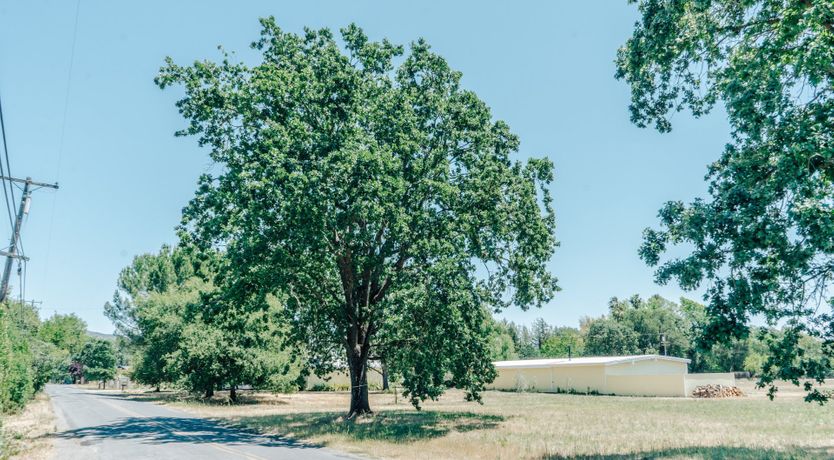 Photo of Amidst The Vines