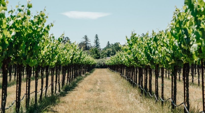 Photo of Amidst The Vines
