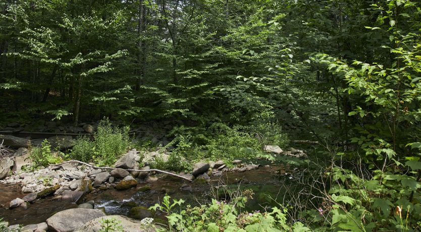 Photo of Cottontail Creek