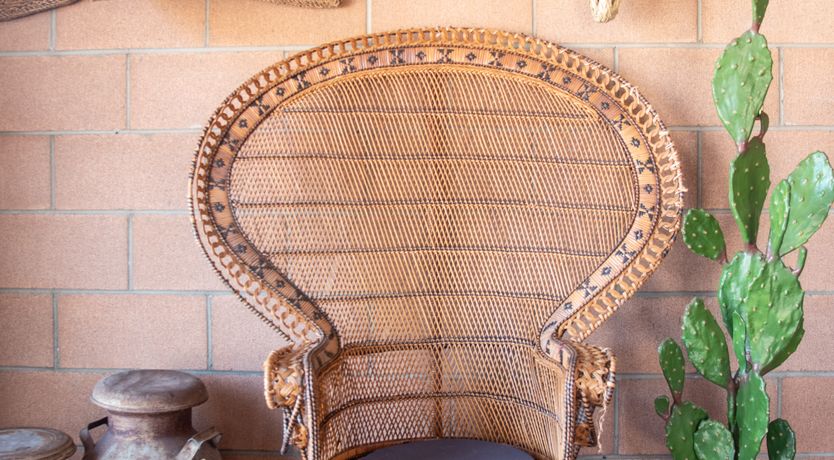 Photo of Cactus Sunshine