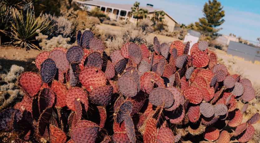 Photo of Cactus Sunshine