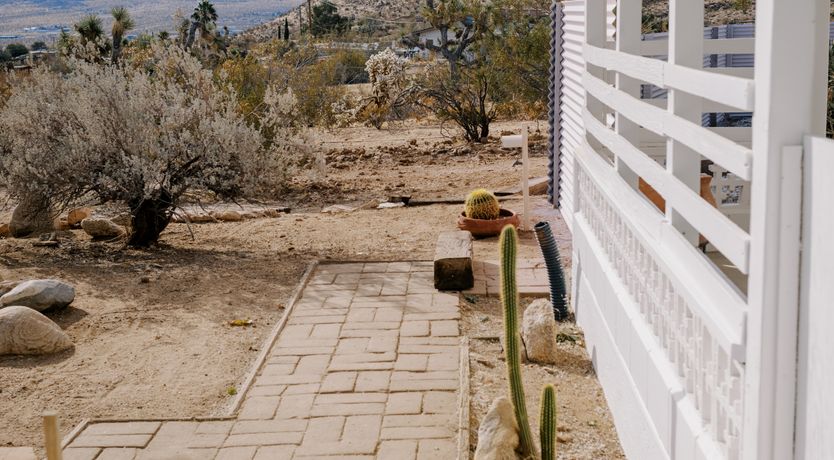 Photo of Cactus Sunshine