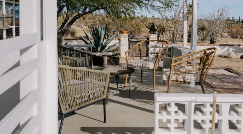 Photo of Cactus Sunshine