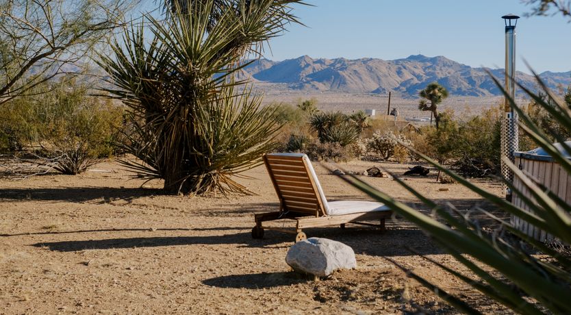 Photo of Cactus Sunshine