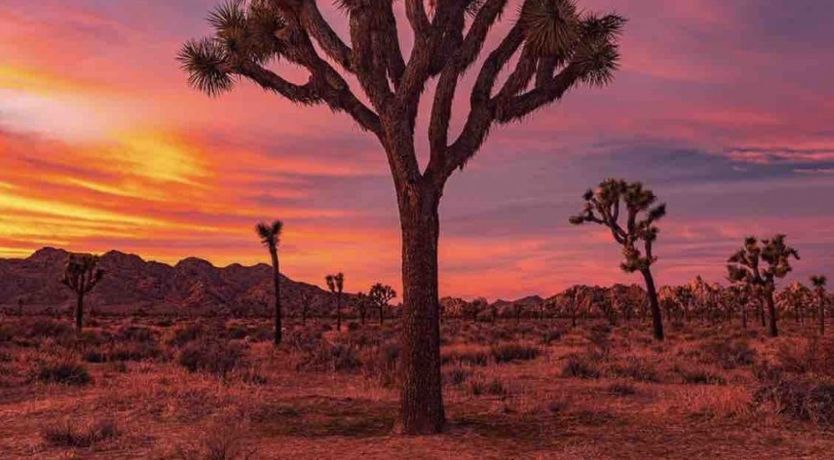 Photo of Cactus Sunshine