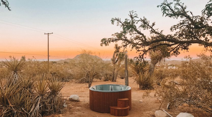 Photo of Cactus Sunshine